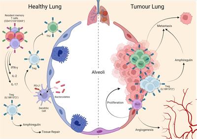 Tissue adaptation of CD4 T lymphocytes in homeostasis and cancer